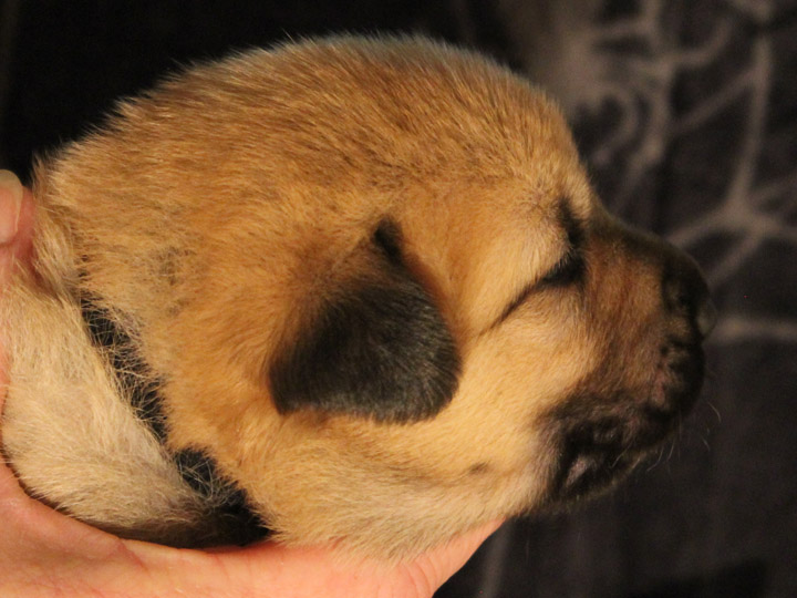 chinook puppy